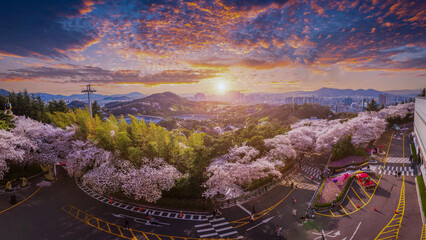 Panorama Cherry blossoms blooming in spring at E-World 83 Tower a popular tourist destination. in Daegu,South Korea. - obrazy, fototapety, plakaty