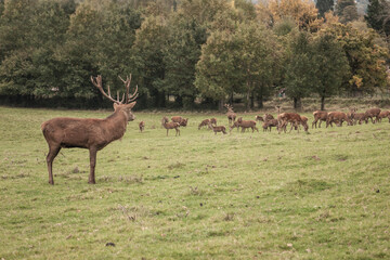 Large herd of deer in the field of Ashton Court Estate in Bristol, UK. 