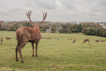 Obraz premium Deer stag in the autumn field in Ashton Court Estate, Bristol, UK. Beautiful animal in the nature habitat.