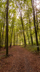 A beautiful autumn landscape with a huge colorful forest. Astonishing view into the woods colored in golden and yellow during fall season
