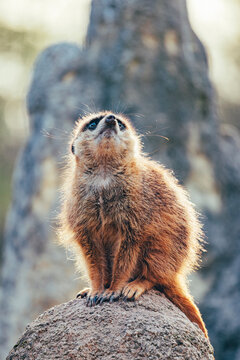 Erdm&auml;nnchen im Tierpark Hellabrunn 