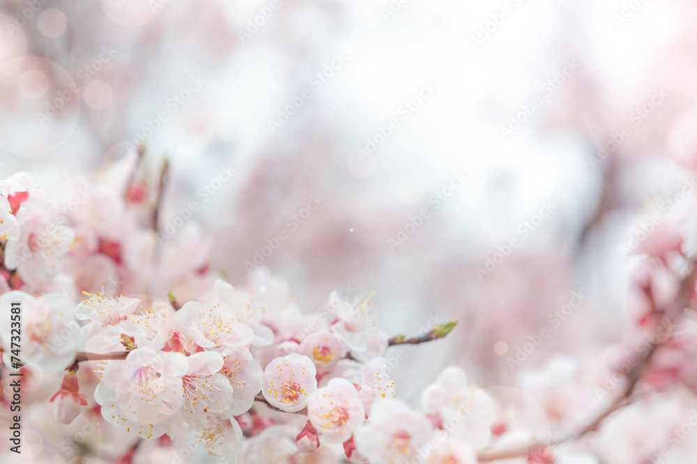 Wall mural Cherry blossom  flower in spring for background or copy space for text