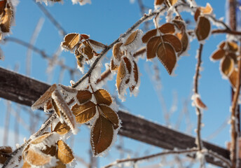 dry leaves on a branch covered with frost against a blue sky background