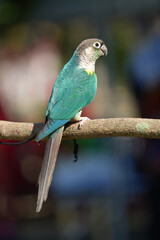 Parrot Caique Blue Green Cheek standing on wooden rod