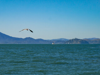 Fototapeta na wymiar Sea Gull Flying Over San Francisco Bay on a Beautiful Sunny Day