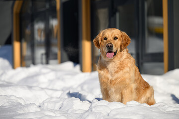golden retriever on winter background