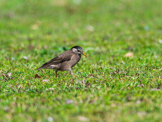 Obraz premium 地面を歩くムクドリ