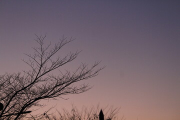 silhouette of a tree in the sunset
