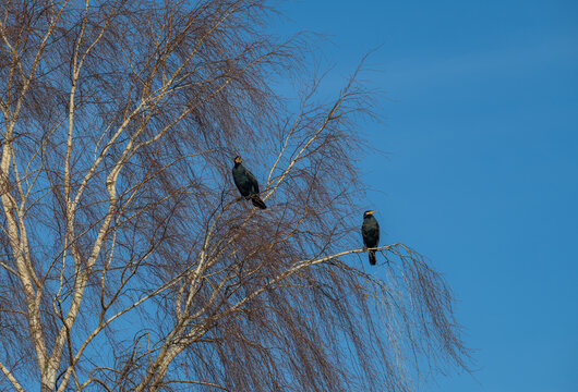 Kormoran macht Rast auf einem Baum