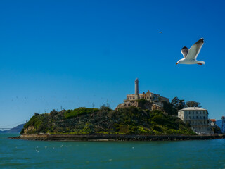 Seagull Flying Over San Francisco Bay in Front of Alcatraz 01