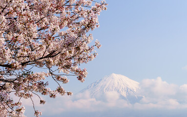 Beautiful cherry blossoms  and Fuji mountain background with clouds and blue sky in sunny day...