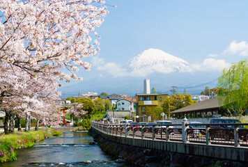 Fujinomiya city landscape view of Fuji mountain againt cloudy blue sky with cherry blossoms...