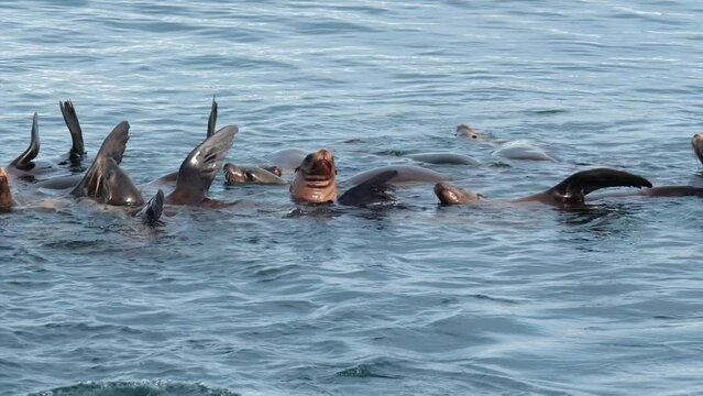 Sea Lions thermoregulating in Monterey Bay, California. 