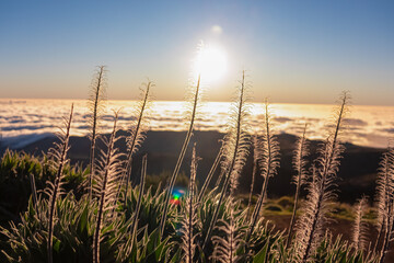 Silhouette of flowers against romantic sunrise seen from mountain peak Pico do Areeiro, Madeira...