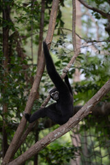 black gibbon in the forest,. Hilobate Pilatus