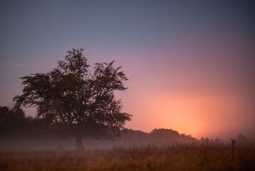 Silhouette of a tree with a round crown photographed at night with a time exposure in foggy weather