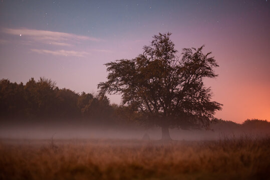 Silhouette of a tree with a round crown photographed at night with a time exposure in foggy weather
