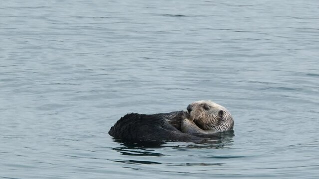 Sea otter grooming, Monterey Bay, California. 