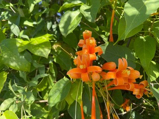 Orange honeysuckle in the spring in Florida green foliage front
