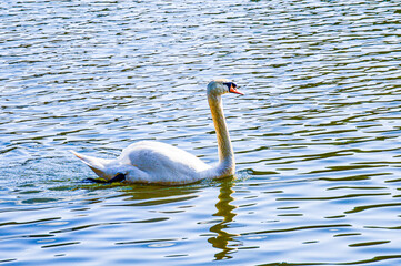 White swan on the lake