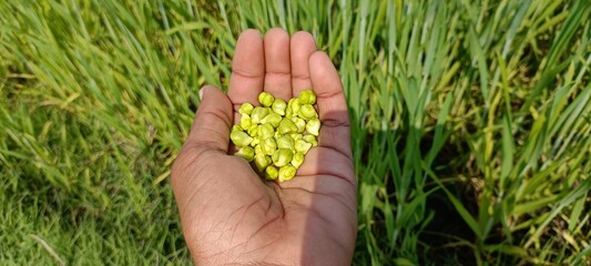 Naklejka na ściany i meble Very beautiful look of fresh chickpeas in hand on green ground with wheat crop in background