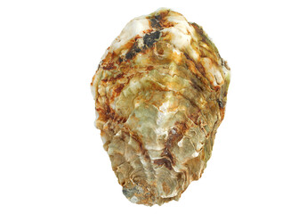 Oyster