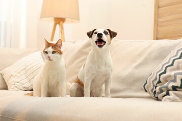 Cute cat and dog on sofa at home. Lovely pets