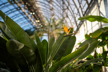 Exotic Strelitzia Reginae plant growing in tropical greenhouse. Crane flower, Bird of Paradise flower in glasshouse. Soft focus, sunlight. 