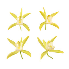 Yellow vanilla orchid flowers isolated on white