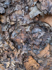 Dead leaves, good for  backgrounds and textures