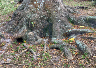 Tree trunk with roots eroded from the soil