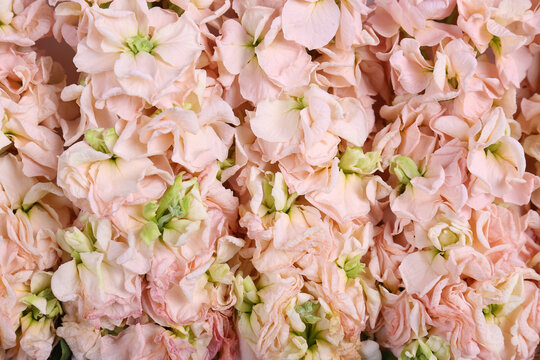 Macro shot of beautiful tender pink matthiola bouquet. Visible petal structure. Bright patterns of stock flower buds. Top view, close up, copy space, cropped image.