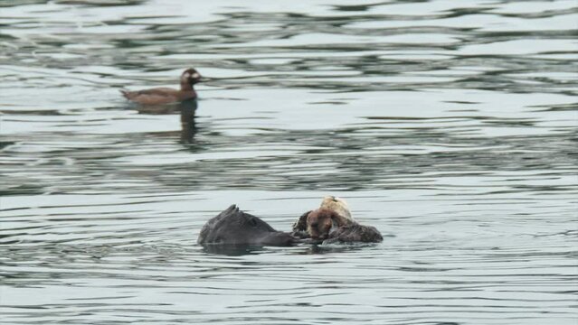 Mom and otter pup in Monterey Bay, California. 
