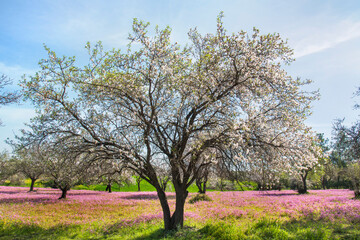Almond blossom trees with rose flowers 
