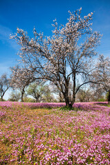 Fototapeta na wymiar Almond blossom trees with rose flowers 
