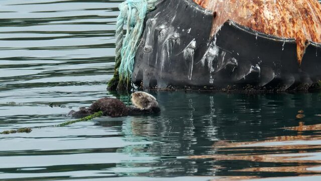 Mom and otter pup in Monterey Bay, California. 