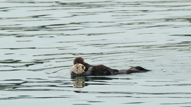 Mom and otter pup in Monterey Bay, California. 
