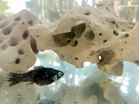 Black Molly fishes (Poecilia sphenops) swimming in tank fish. They are beautiful freshwater fish and pets.