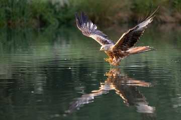 Red Kite Fishing