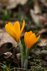 yellow crocuses in the forest, close-up of flowers