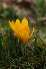 yellow crocuses in the forest, close-up of flowers