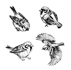 Fototapeta na wymiar Sparrow, bird, set,sketch illustration, hand drawn, black outline, engraving style