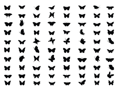 Butterfly silhouette vector art white background