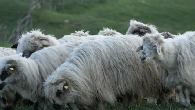 Flock of sheep in the sheepfold