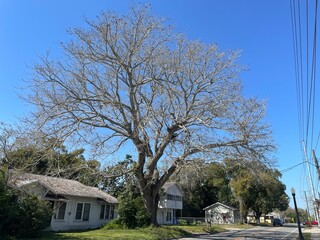 Quiet Florida neighborhood large tree in a yard