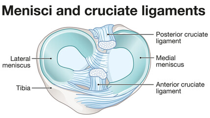 Menisci and cruciate ligaments anatomy. Labeled illustration - obrazy, fototapety, plakaty