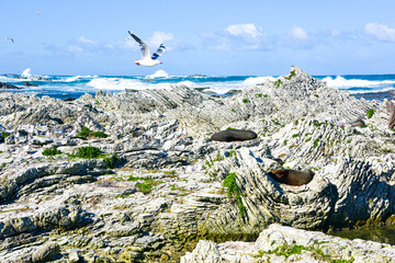 Seal colony in Kaikoura, New Zealand