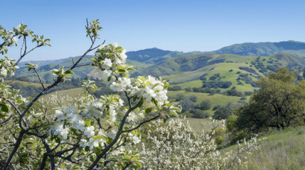 Clusters of white apple blossoms dot the branches of a tree with a background of rolling hills and a clear blue sky.