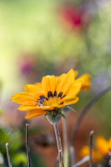annual flowers Gazania rigens bright orange and yellow flower. Green and soft blurred background