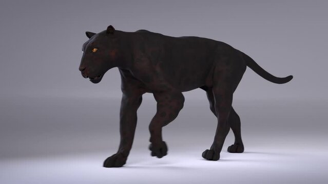 animation black panther walks 